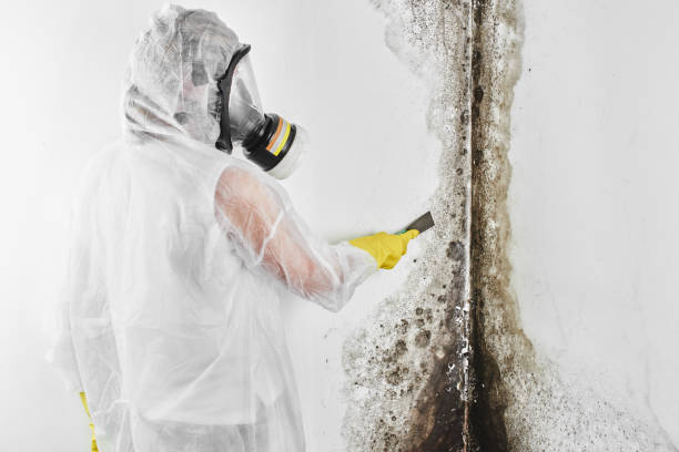 Best Toxic Mold Removal  in Clarence, IA