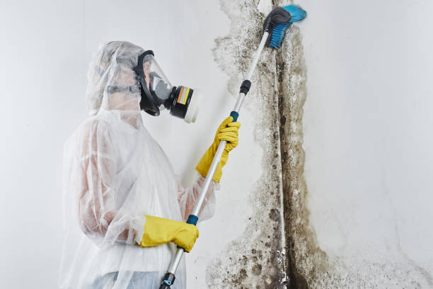 Professional Mold Removal in Clarence, IA