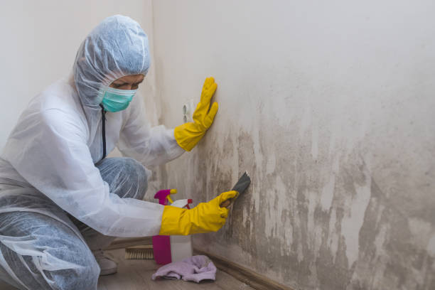 Best Emergency Mold Removal  in Clarence, IA