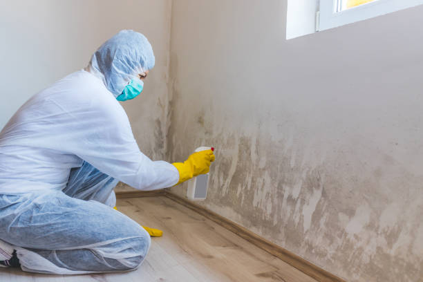 Mold Removal Process in Clarence, IA
