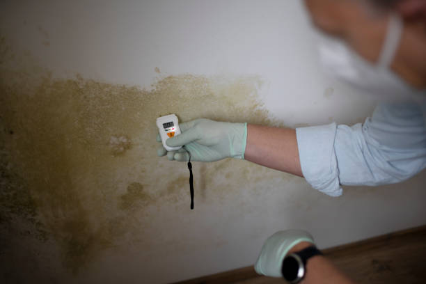 Best Mold Testing and Removal  in Clarence, IA