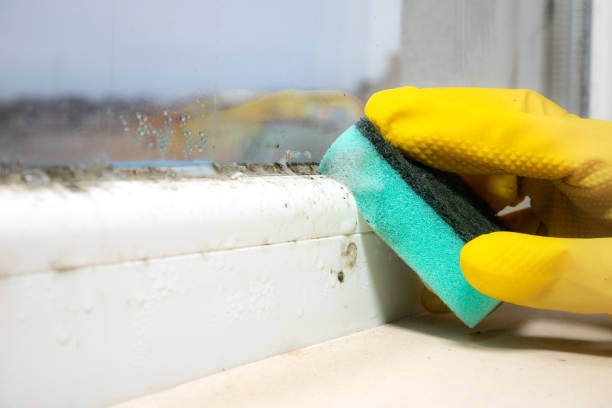 Best Same-Day Mold Removal  in Clarence, IA