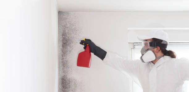 Best Certified Mold Removal  in Clarence, IA