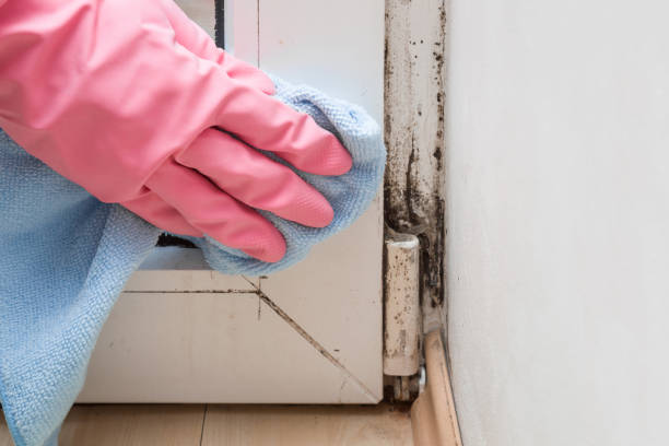 Best Professional Mold Removal  in Clarence, IA