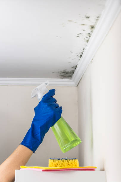 Office Mold Removal Services in Clarence, IA
