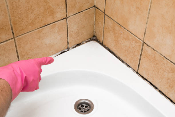 Mold Testing and Removal in Clarence, IA