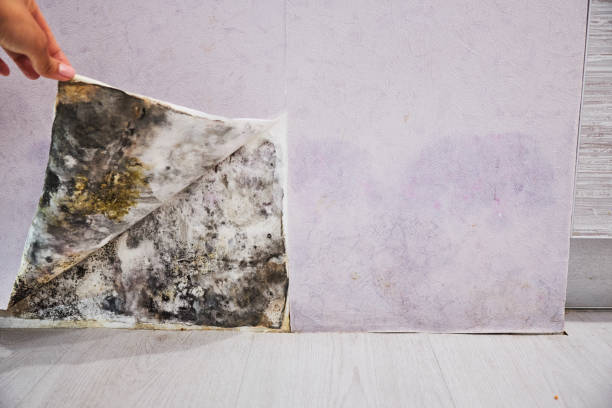 Best Mold Remediation Services  in Clarence, IA